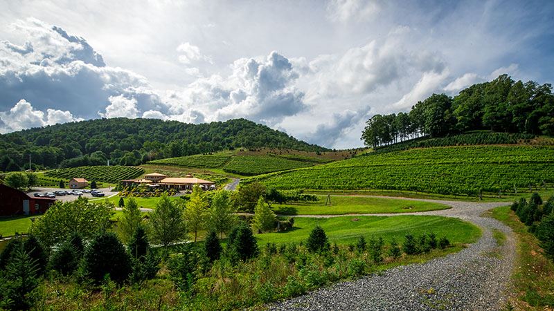 wine harvest